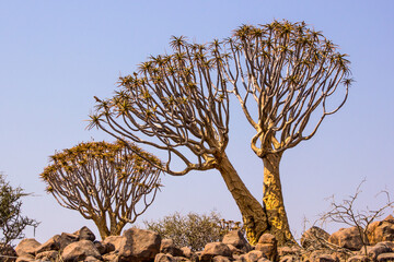 Two large Quiver trees, Aloidendron dichotomum, against a pale blue sky in Southern Namibia