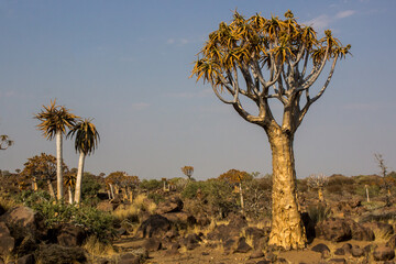 A quiver tree and two saplings along the edge of the quiver tree forest in Keetmanshoop in Namibia.