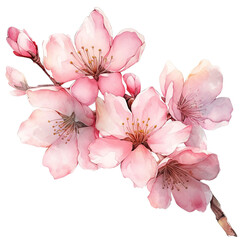 Fototapeta premium Cherry Blossom Clipart Vector Illustration – Elegant Floral Design