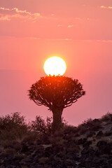 The Rising sun balanced on the top of the silhouette of a quiver tree against the pink dawn sky in...