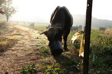 Dark bull is eating mineral salt from a black bucket in a green field at sunrise