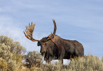 Bull shiras Moose During the Rut in Autumn in Grand Teton National Park Wyoming