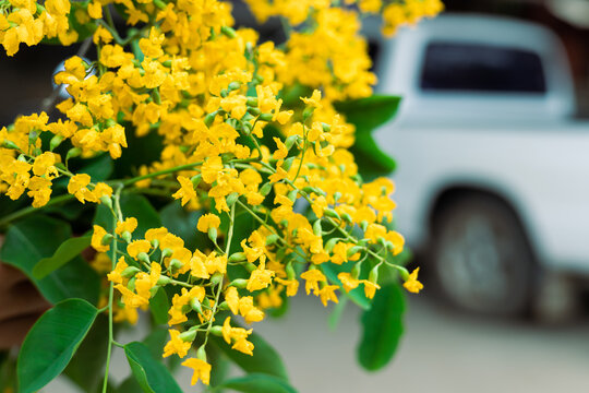 National flower of padauk flowers or Pterocarpus macrocarpus flower,
Thingyan Water Festival in Myanmar.