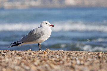 Gaviota audouin Ichthyaetus audouinii en la playa con fondo del mar mediterráneo rompiendo en la orilla, Alicante, España