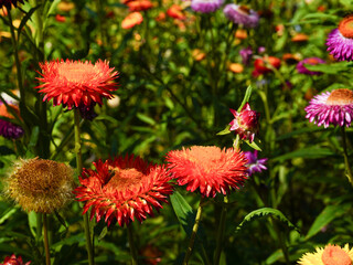 Pink gold strawflower- Everlasting or Paper daisies (Helichrysum bracteatum)