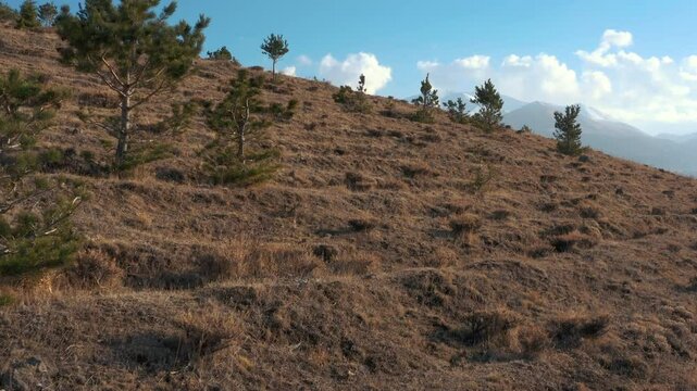 Erzurum's historical redoubts region offers the historical and natural beauties of the region together, with sparse pine trees on sloping terrain and snowy mountains in the background.