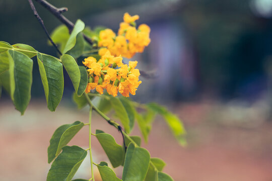 Yellow flowers by the wayside of padauk flowers, with beautiful green leaves, and with a blurred background Thingyan Water Festival in Myanmar. 