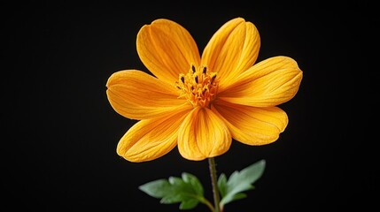 Fototapeta premium Vibrant Yellow Cosmos Flower on Black Background