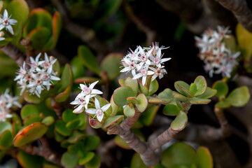 Crassula plant, Teguise, Spain