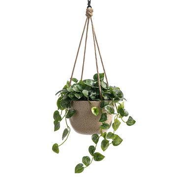 Hanging plant in a pot with a rope hanging from it