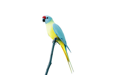 Vibrant blue and yellow Senegal parrot perched on a branch, isolated on white background. Perfect for pet, nature, or wildlife themed projects.