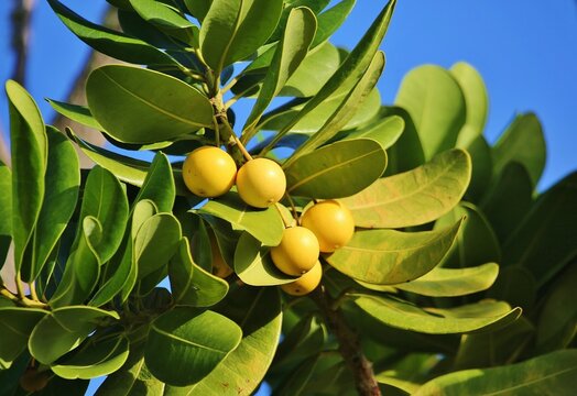 Edible fruit of the evergreen tree Mimusops coriacea (Monkey's Apple), Madagascar