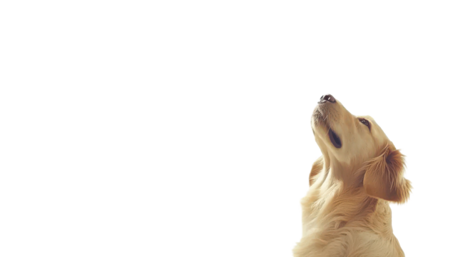 Adorable Golden Retriever puppy looking up, isolated on white background; perfect for pet, animal, or dog-related projects.