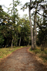 Forest Path Through Tall Evergreen Trees, Amanohashidate Sandbar, Kyoto, Japan