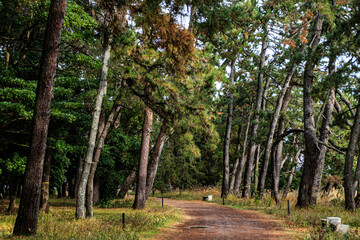 Forest Path Through Tall Evergreen Trees, Amanohashidate Sandbar, Kyoto, Japan