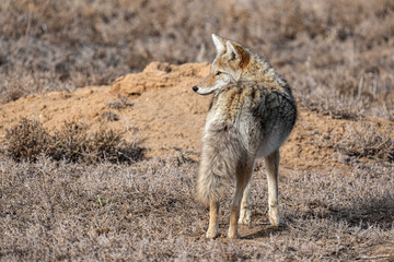 Coyote - Colorado