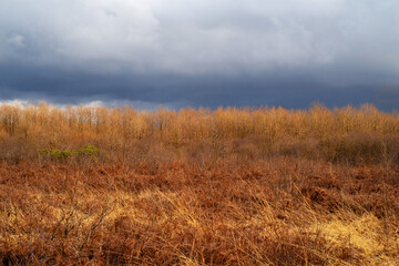 Fototapeta premium Dry golden grass against dark stormy cloudy sky. Ispani National Park in Kobuleti, Georgia in spring before thunderstorm at sunset. Bright landscape