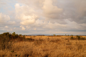Dry golden grass against a cloudy sky. Ispani National Park in Kobuleti, Georgia in spring. Bright landscape