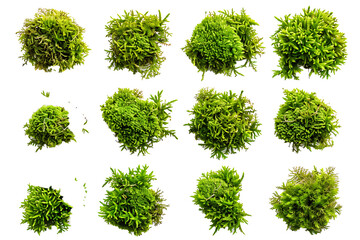 green moss isolated on a transparent background 
