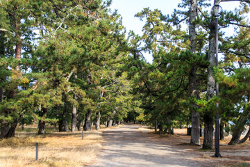 Walking Through the Serene Pathway through Amanohashidate Sandbar, Kyoto, Japan