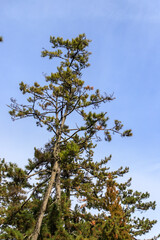 Tall Pine Tree Against a Clear Blue Sky, Amanohashidate Sandbar, Kyoto, Japan