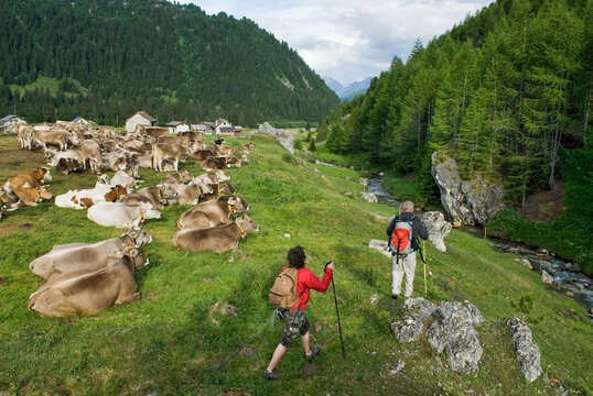Brune Suisse cows, cattle farm Pian Segno, Blenio vallee, Canton Ticino, Switzerland