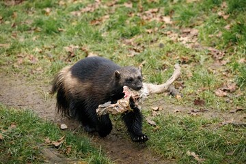 A Wolverine walking through woodland carrying it's food; a deer leg.