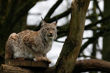 A female Eurasian Lynx sitting on a platform up a tree.