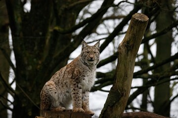 A female Eurasian Lynx sitting on a platform up a tree.