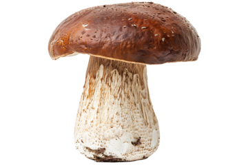 mushrooms isolated on a transparent background