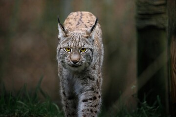 A female Eurasian Lynx walking through woodland looking directly at the camera.