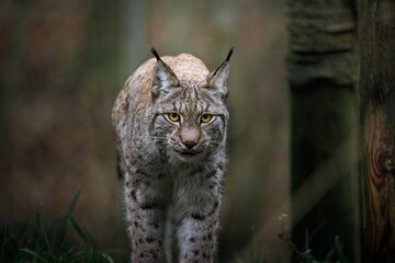 A female Eurasian Lynx walking through woodland looking directly at the camera.