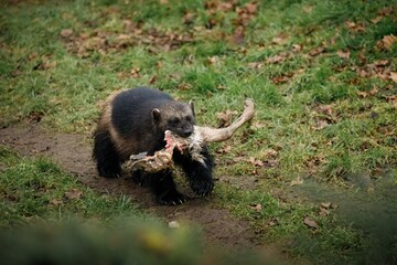 A Wolverine walking through woodland carrying it's food; a deer leg.