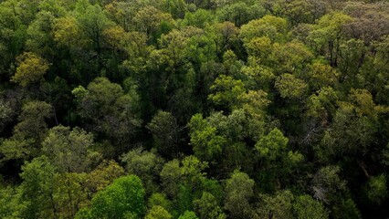 Naklejka premium Spring time colors in Nature with plants and trees in green forest 