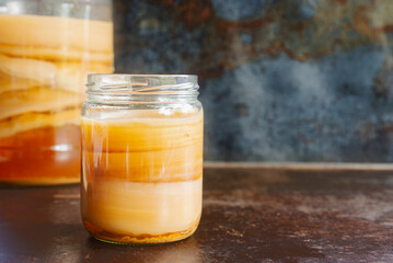 Scoby Hotel, Kombucha scoby in a jar. Scoby is an abbreviation for “Symbiotic Colony of Bacteria and Yeast”