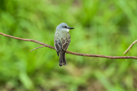 Tropical Kingbird (Tyrannus melancholicus) large tyrant flycatcher, common in the southern Americas, Esperanza, Nosara, Guanacaste, Costa Rica