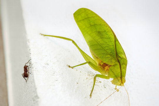 Round-headed katydid (bush cricket) (Amblycorypha), earhole in forelegs, superb leaf mimic with leg scraping song, Guanacaste, Costa Rica