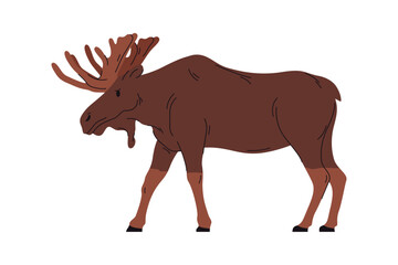 Large deer with palmate antlers, isolated walking moose. Vector personage from zoo, wilderness and habitat. Portrait of mammal character. Forest woods animals, wildlife and natural fauna