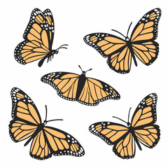 collection of butterflies