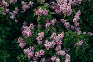 Large lilac bush in spring. Bright flowers of spring lilac bush. 
