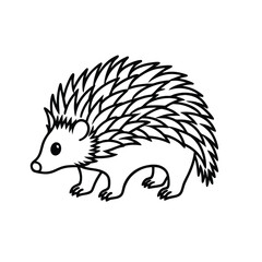 illustration of hedgehog