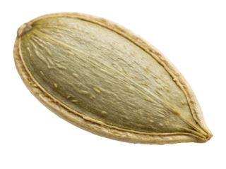 A fresh pumpkin seed isolated on a transparent background