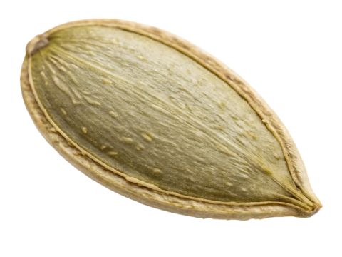 A fresh pumpkin seed isolated on a transparent background