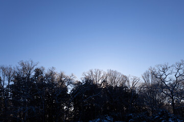 冬の空に佇む木々