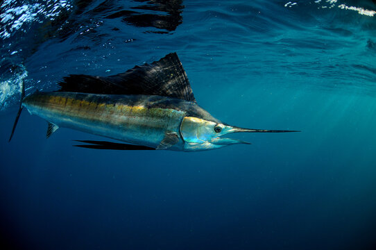 Sailfish swimming in ocean