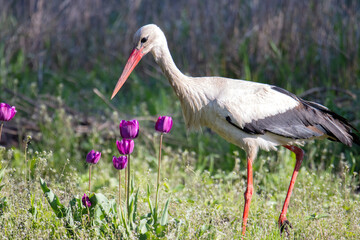A stork examines spring tulips