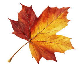 Obraz premium Vibrant autumn leaf, detailed illustration, fiery orange and yellow hues, fall foliage, botanical art, nature, isolated on white.