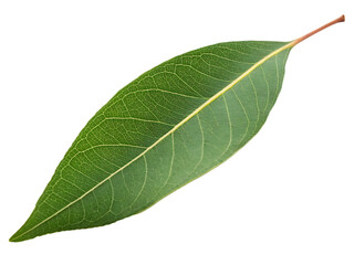 Fototapeta premium A single eucalyptus leaf isolated on a transparent background