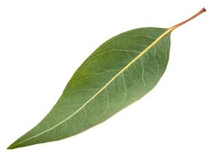 Obraz premium A single eucalyptus leaf isolated on a transparent background