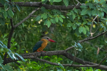 Common kingfisher, living naturally in Thailand